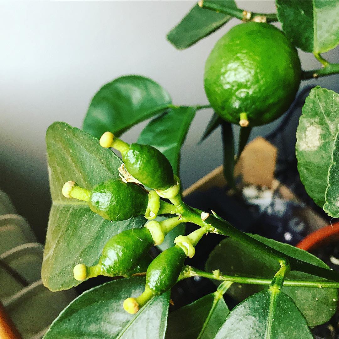 homegrown limes